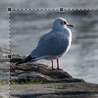 How to Create a jQuery Image Cropping Plugin from Scratch – Part II