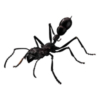Using Ant to Build a JavaScript Library